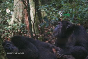 Best 2 Places To See Gorillas In Uganda