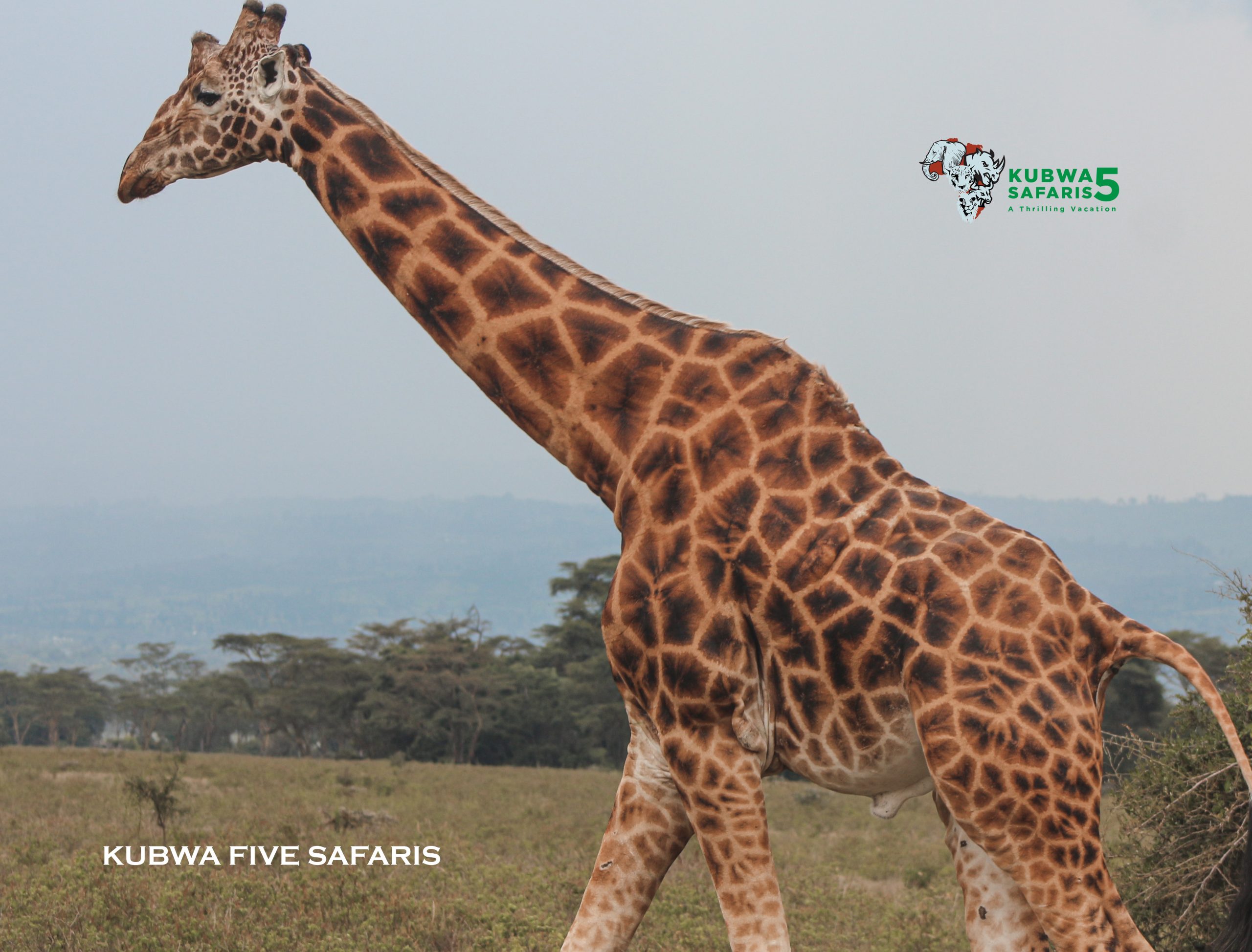          Best 5 Animals In Samburu National Park