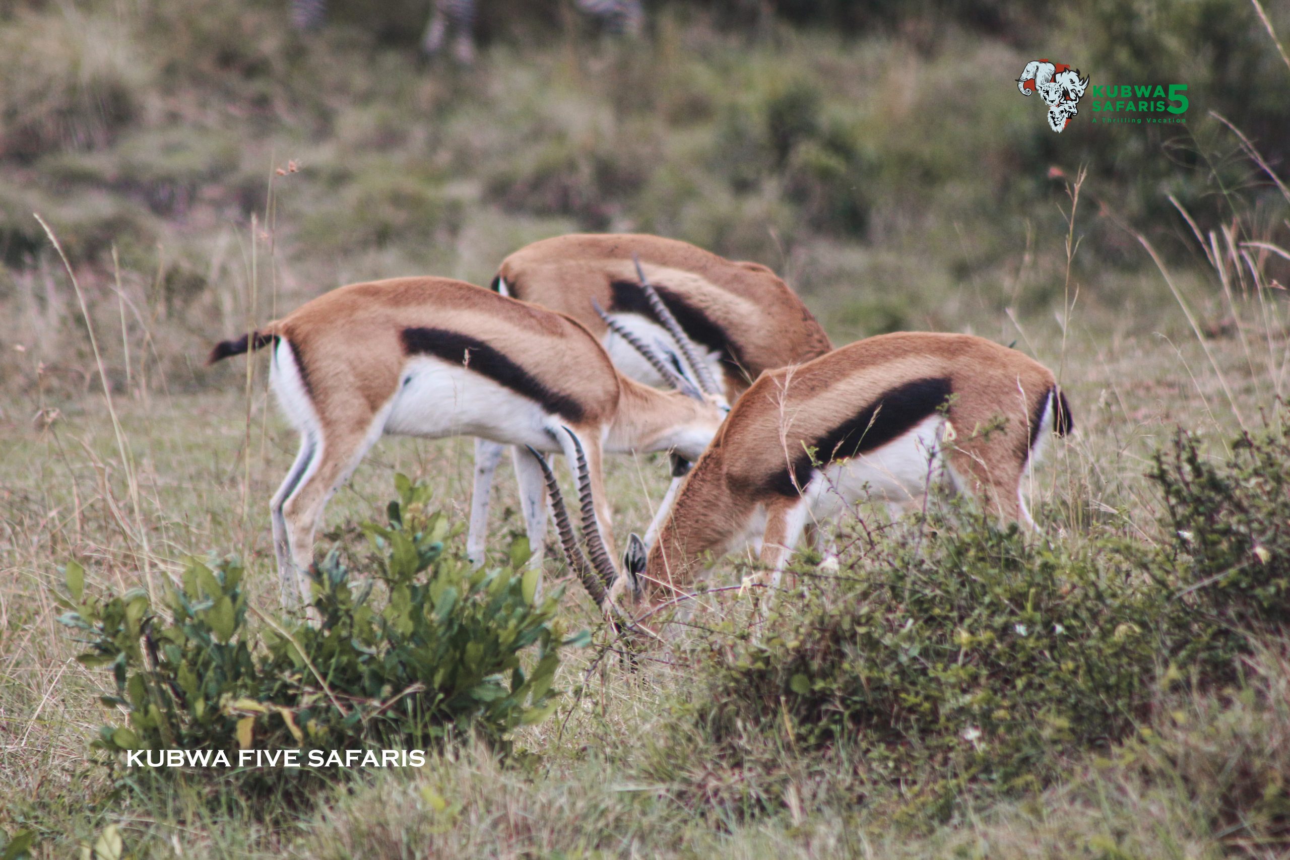 The Beauty Of Day Forest National Park, Djibouti