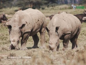 tracking rhinos in Uganda