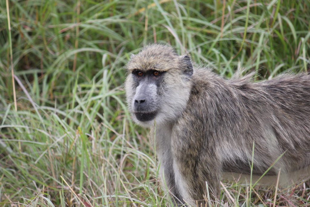 11 Day Thrilling Budget Safari In Southern Tanzania