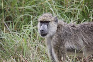 Top 6 Best Things To Do In Mikumi