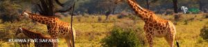 Great South Africa’s Balloon Safari Journey