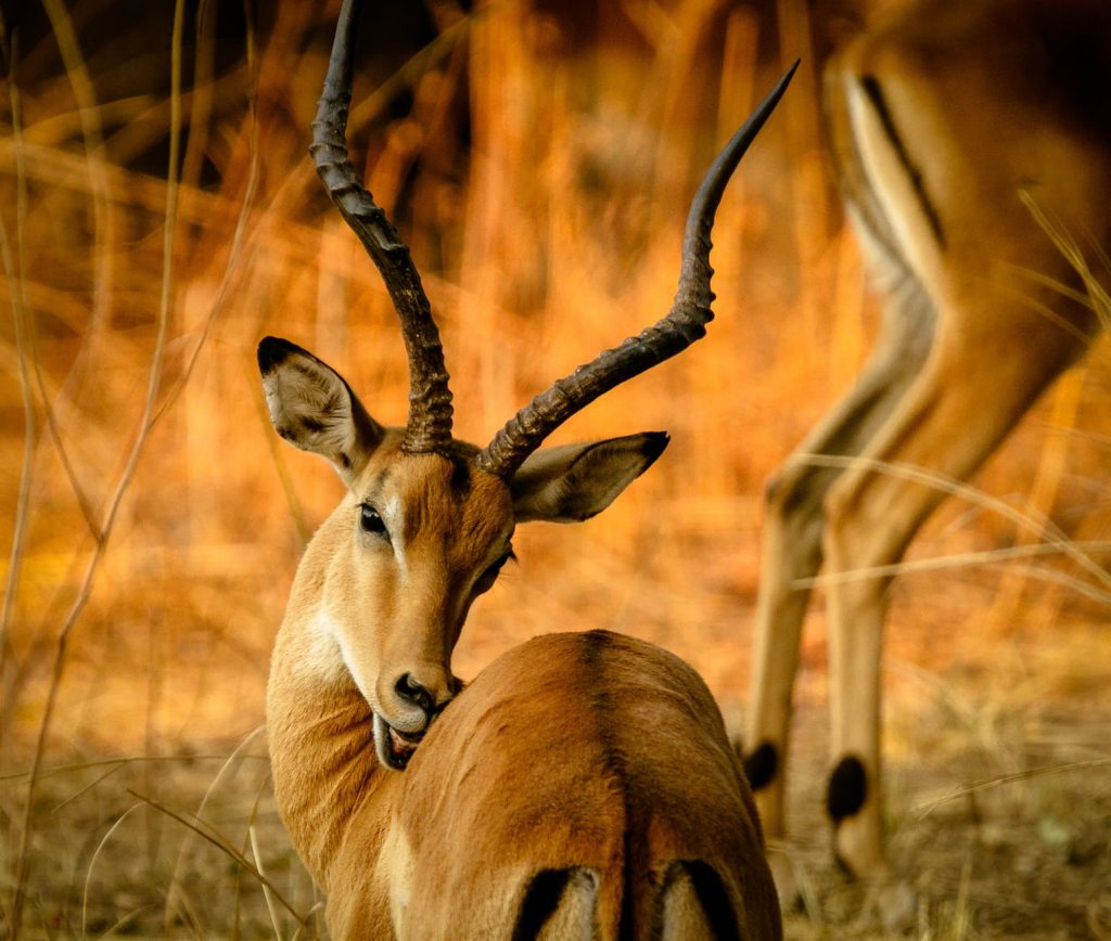 3 Day Pian Upe Game Reserve Thrilling Budget Safari