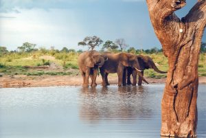 Top 10 Best Attractions In Zimbabwe