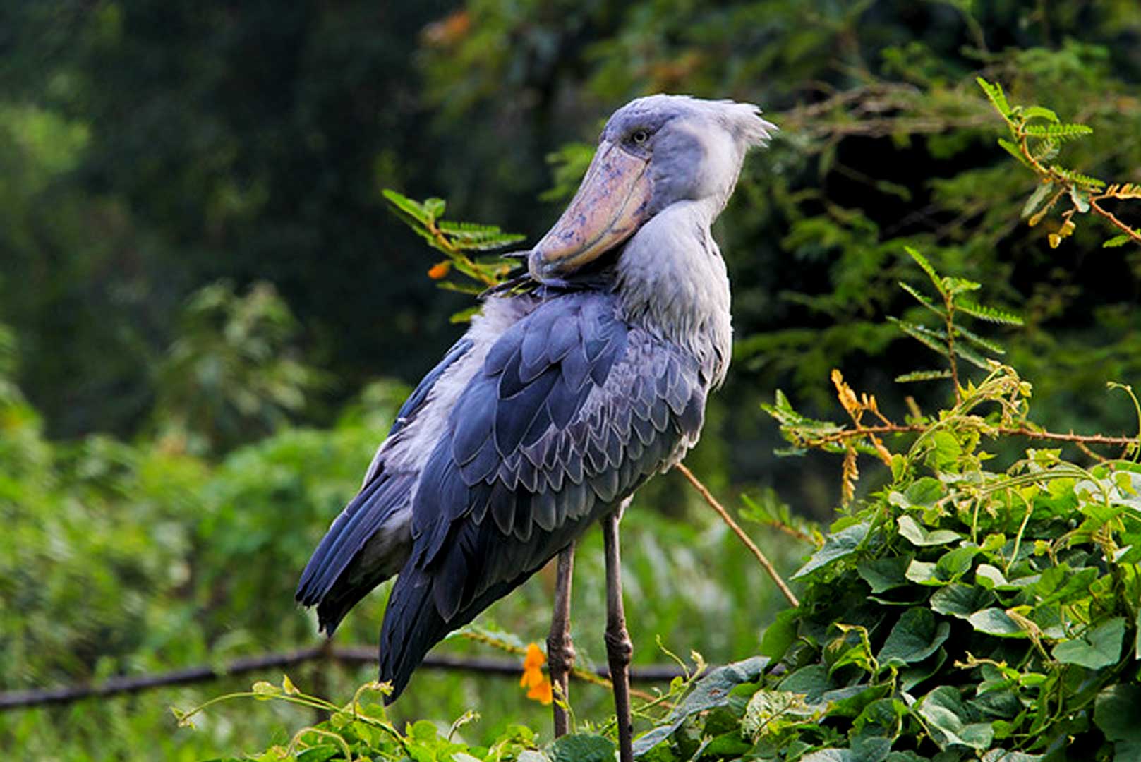 6 Best Places To See Shoebills In Rwanda