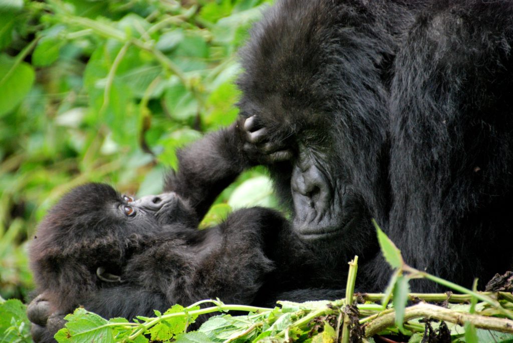 34 Day Mid Range Safari And Zanzibar