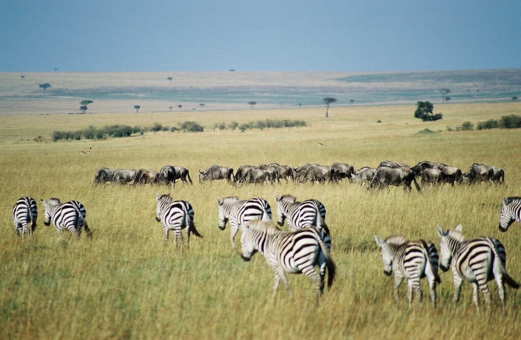 14 Day East Africa Budget Safari