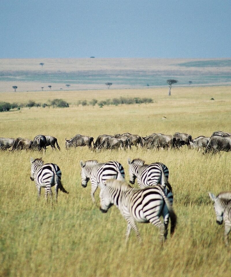 14 Day East Africa Budget Safari