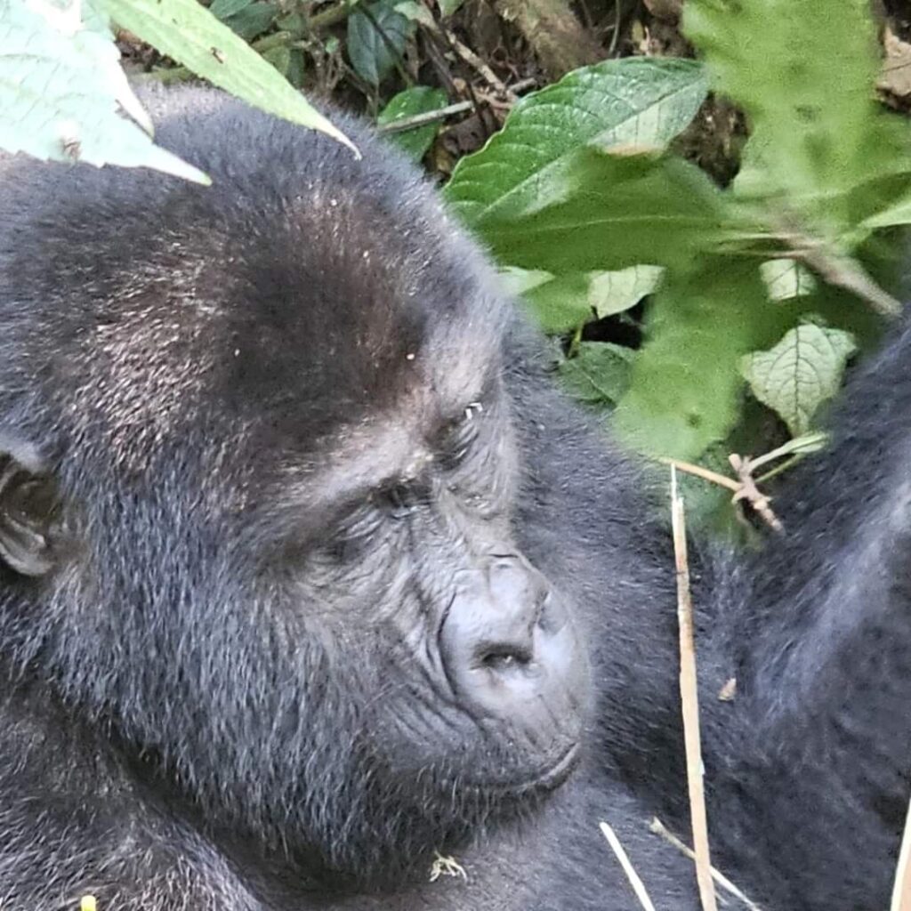 15 Day Mid-range Tour In East Africa