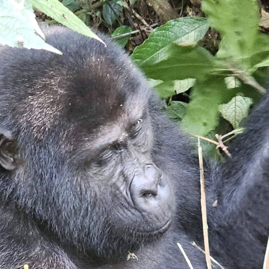 15 Day Mid-Range Thrilling Safari