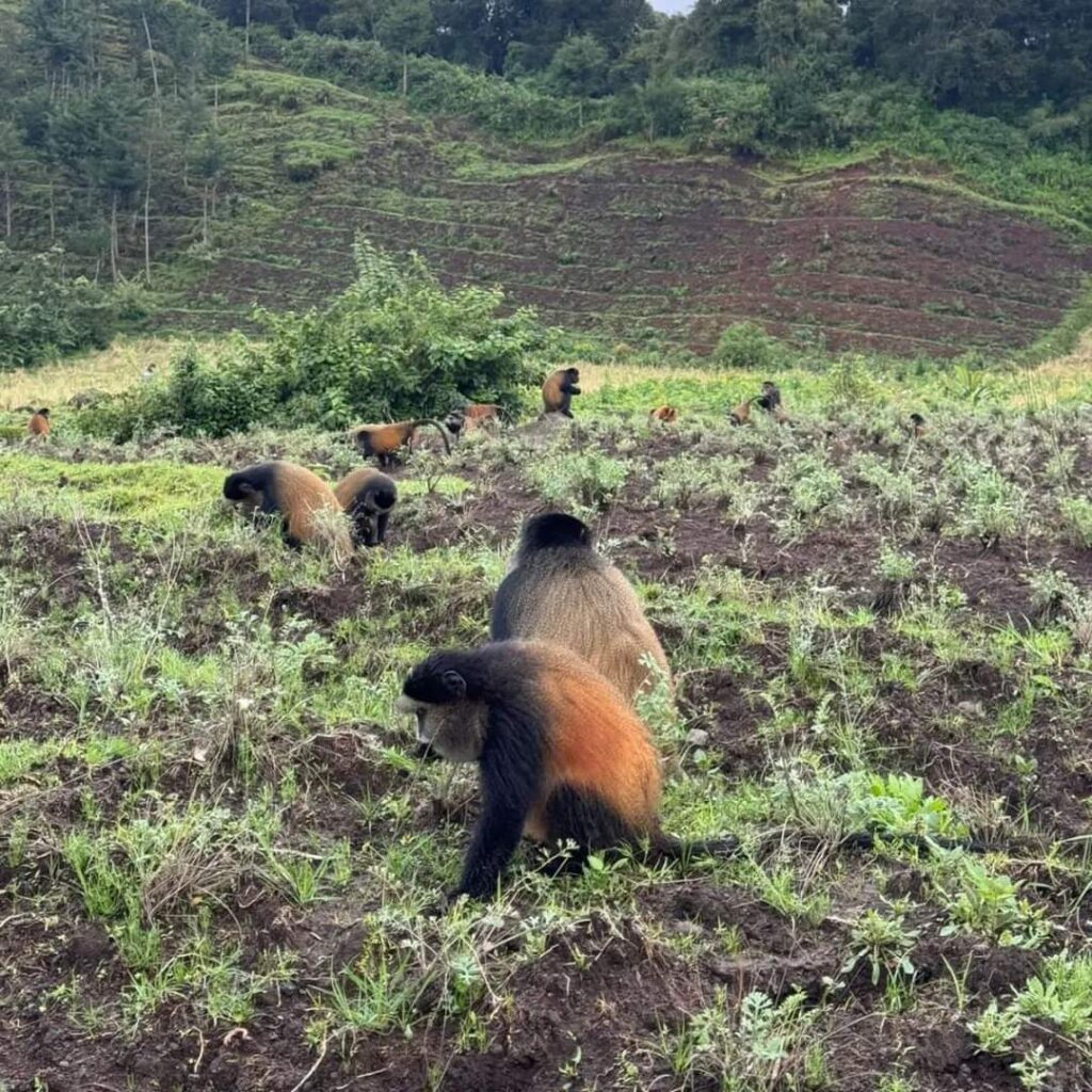 4-Day Mid-Range Gorilla & Golden Monkey Trekking In Mgahinga NP