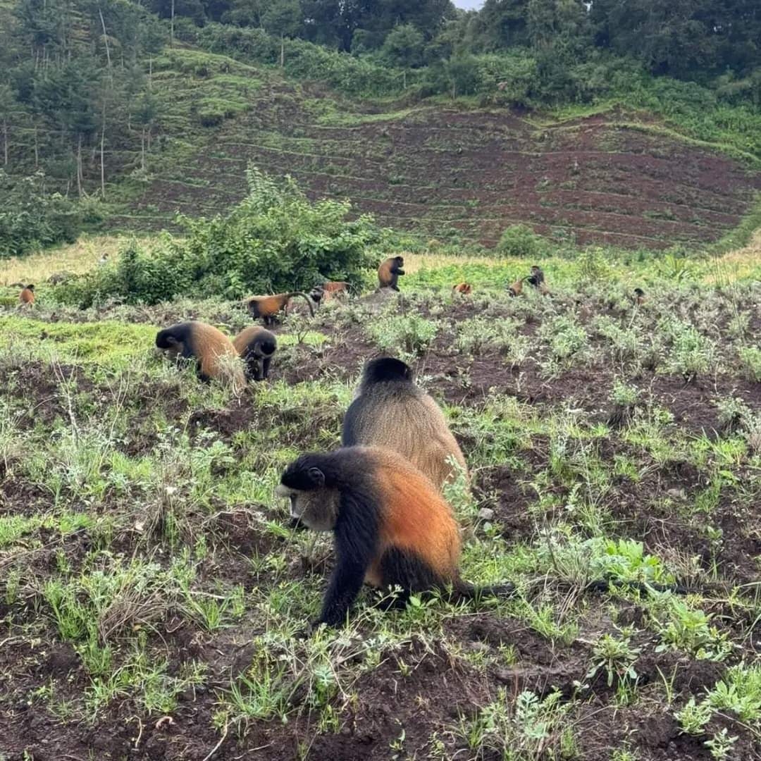 4-Day Mid-Range Gorilla & Golden Monkey Trekking In Mgahinga NP