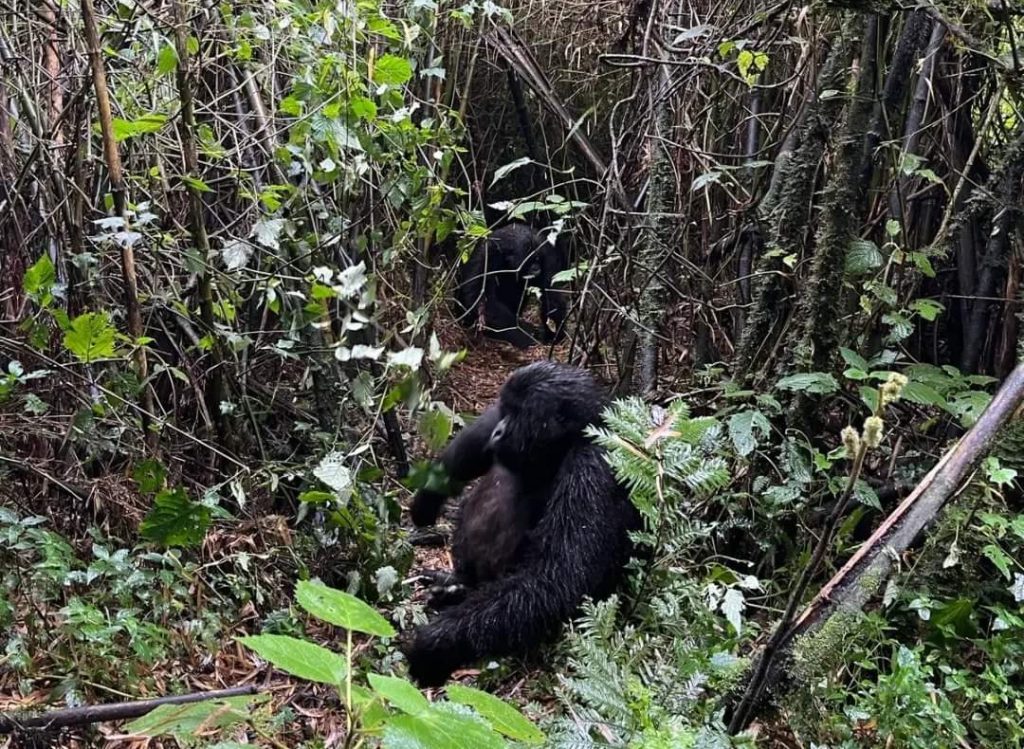 Best Time To Trek Gorillas