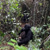 Best Time To Trek Gorillas