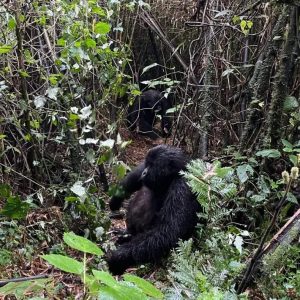 Best Time To Trek Gorillas