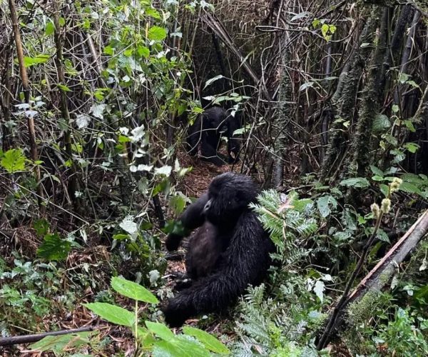 7 Days Uganda Wildlife Gorilla Trekking Budget Adventure