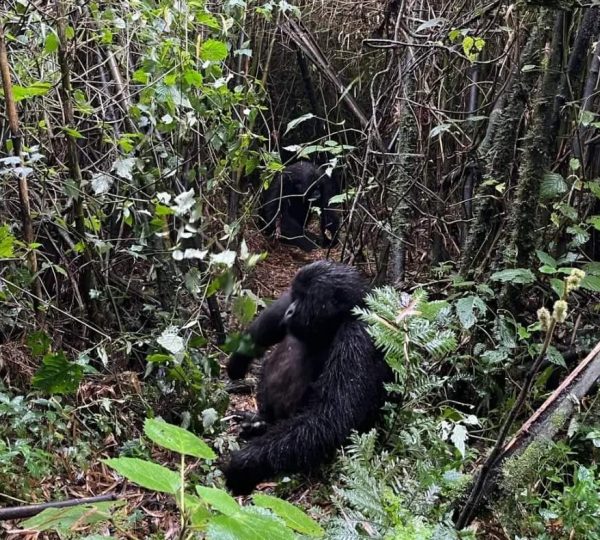 Best Time To Trek Gorillas