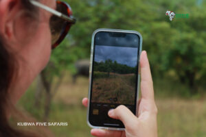 Tracking rhinos at ziwa