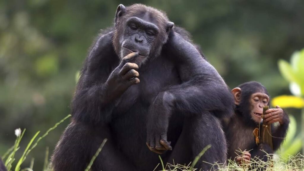 21 Day Budget Breathtaking Safari