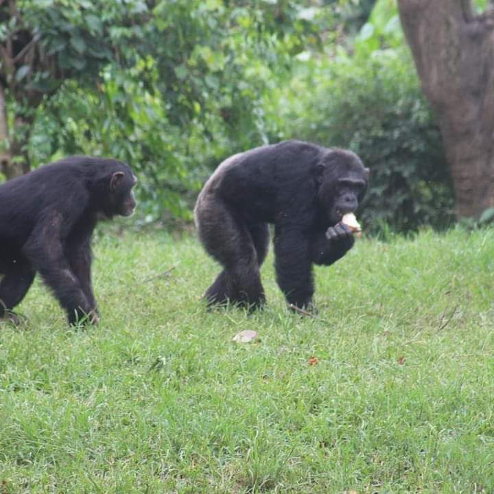 8-Day Incredible Budget Safari In Uganda