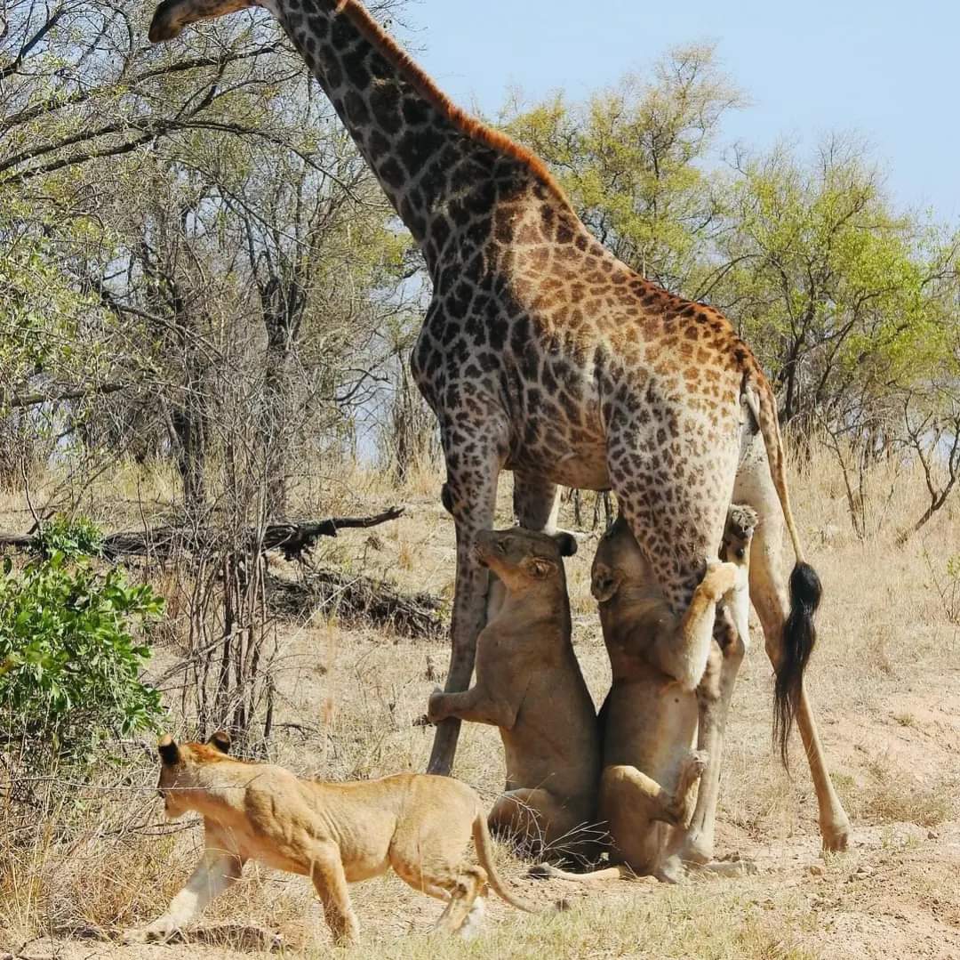 8 Day South African Thrilling Luxury Safari