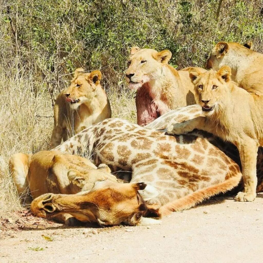 4 Day Mid-Range Thrilling Safari In Kruger NP