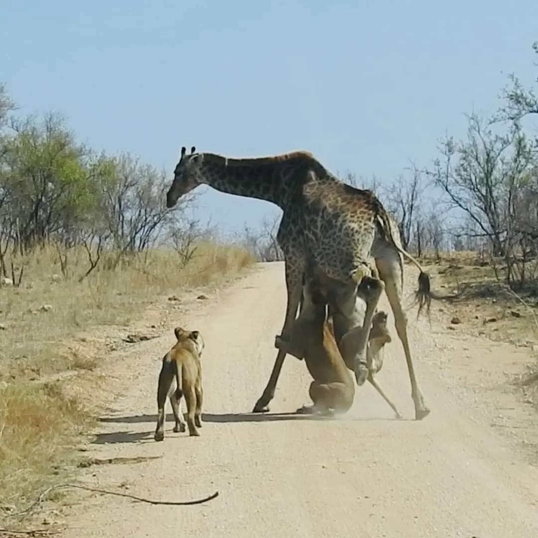4 Day Budget Thrilling Safari In Kruger NP