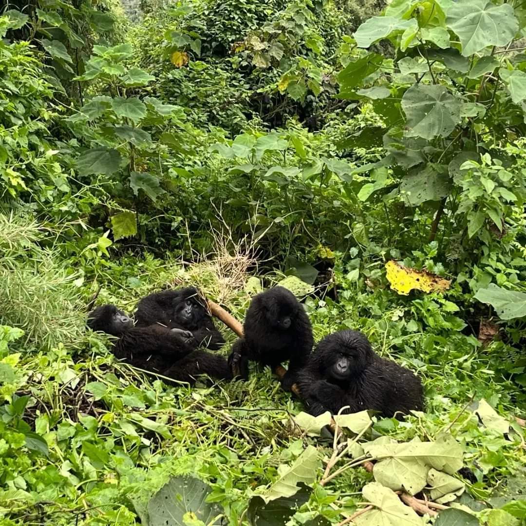 5 Day Uganda Primates Trekking Mid-Range Adventure