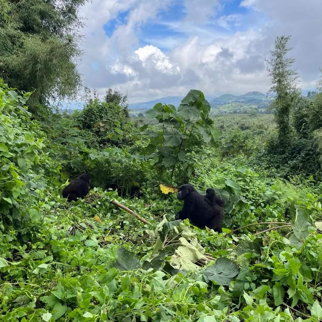 8-Day Mid-Range Thrilling Primate Trekking Safari In Rwanda