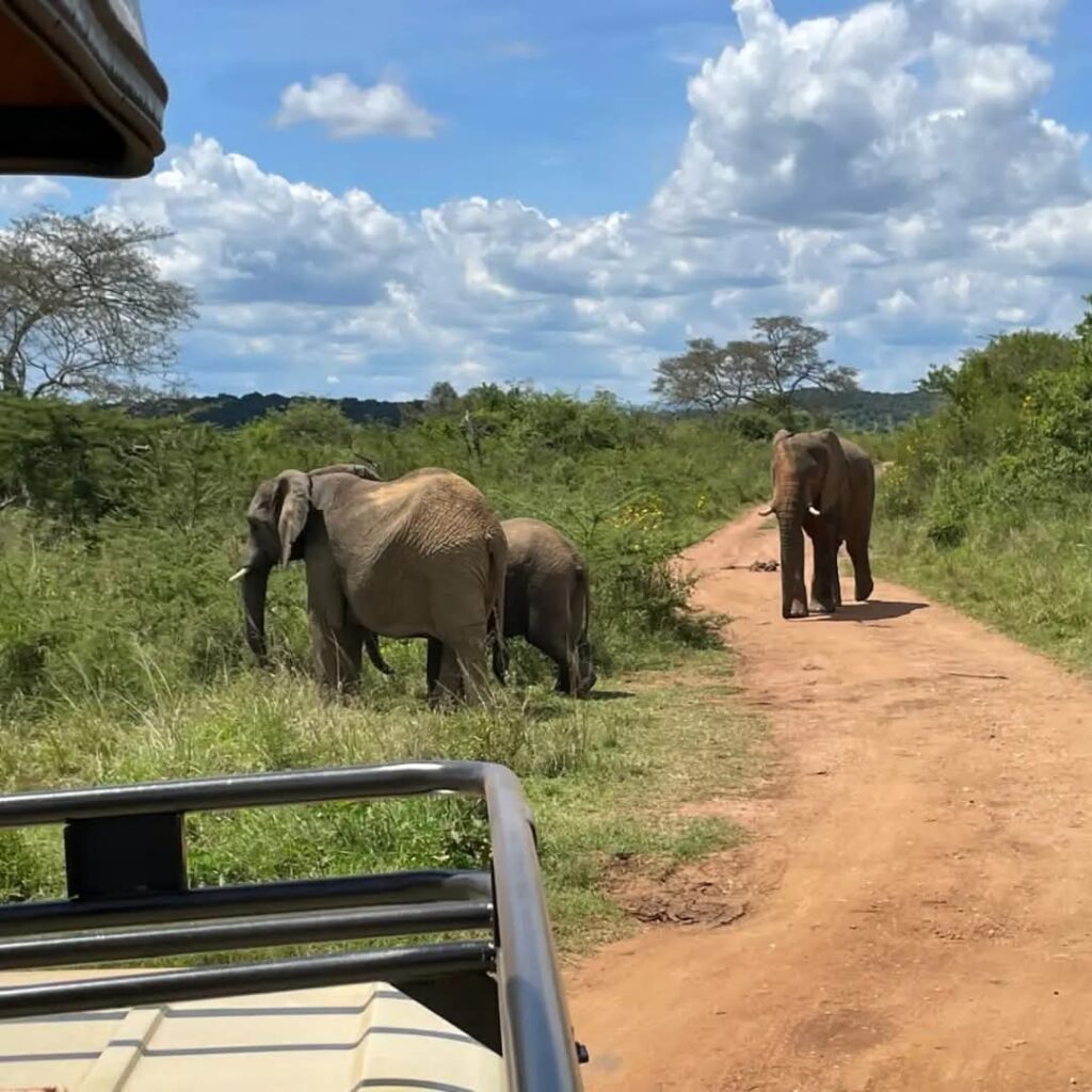 12-Day Luxury Thrilling Safari In Kenya And Tanzania