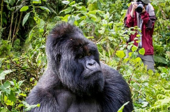 34 Days Stunning East African Mid-Range Safari