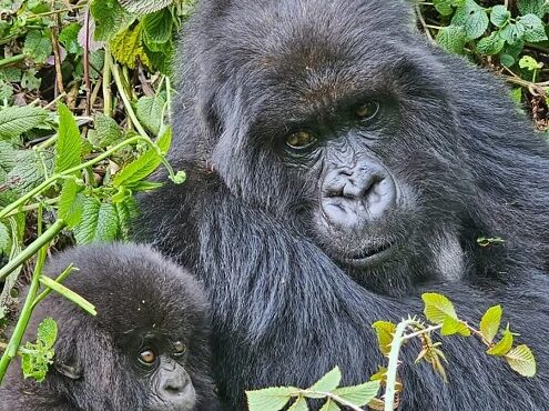 3-Day Thrilling Budget Gorilla Habituation & Batwa Experience