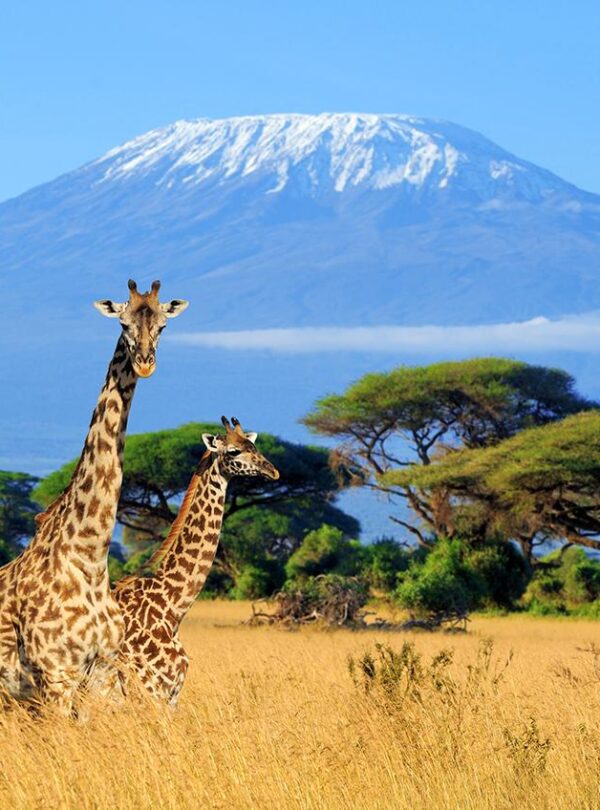 Safaris in Tanzania, Tanzania Luxury Safaris, Tanzania Safaris