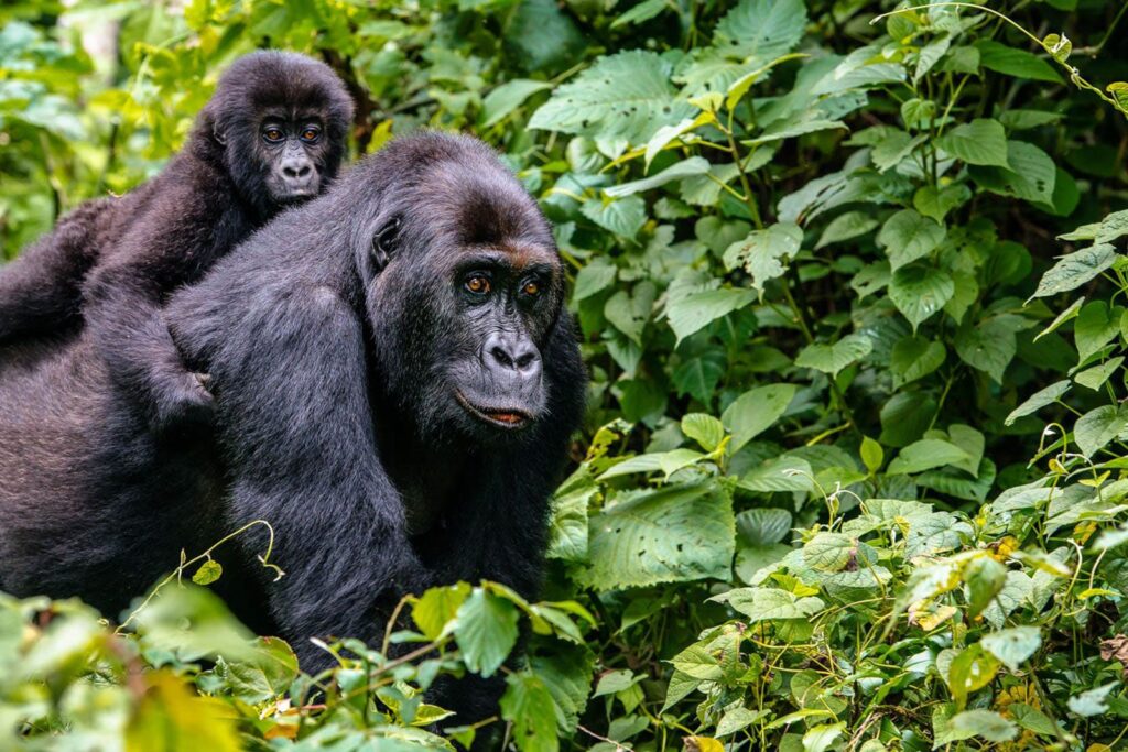 3-Day Thrilling Luxury Gorilla Habituation & Batwa Experience