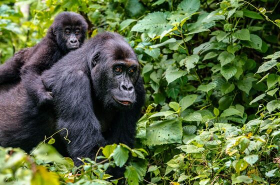 3-Day Thrilling Luxury Gorilla Habituation & Batwa Experience