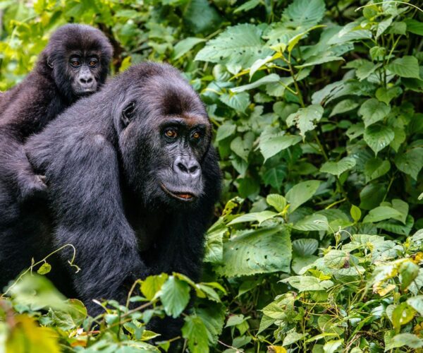 3-Day Thrilling Luxury Gorilla Habituation & Batwa Experience
