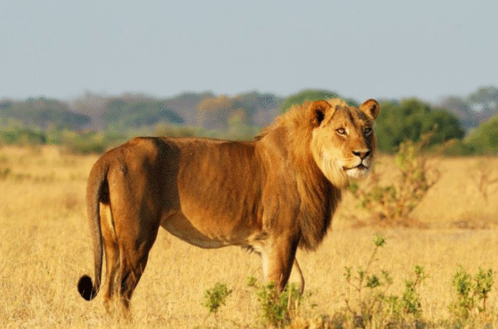32 Day Thrilling African Luxury Safari