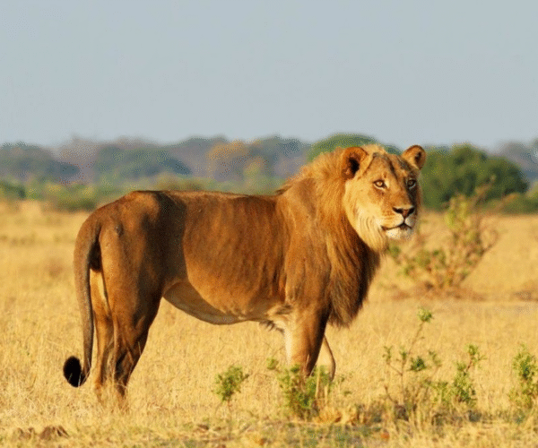 32 Day Thrilling African Luxury Safari