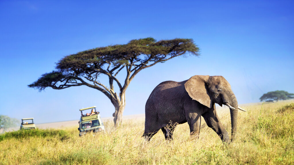 5 Day Thrilling Budget Safari In Uganda