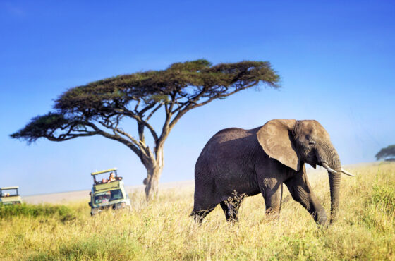 15 Day Luxury Thrilling Safari