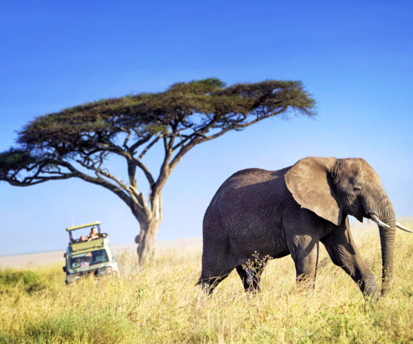 15 Day Luxury Thrilling Safari