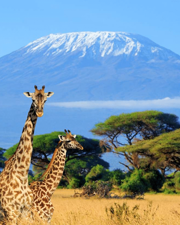 29 Day Mid-Range Thrilling Adventure, Amboseli Safari Tours