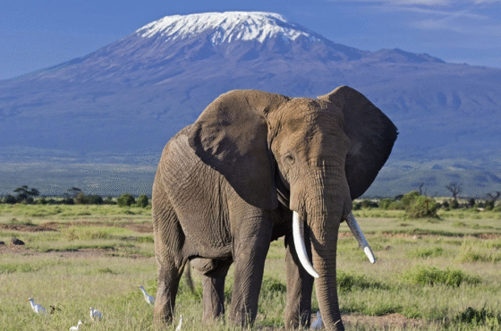14-Day Thrilling Budget Safari In Kenya And Diani Beach Tour