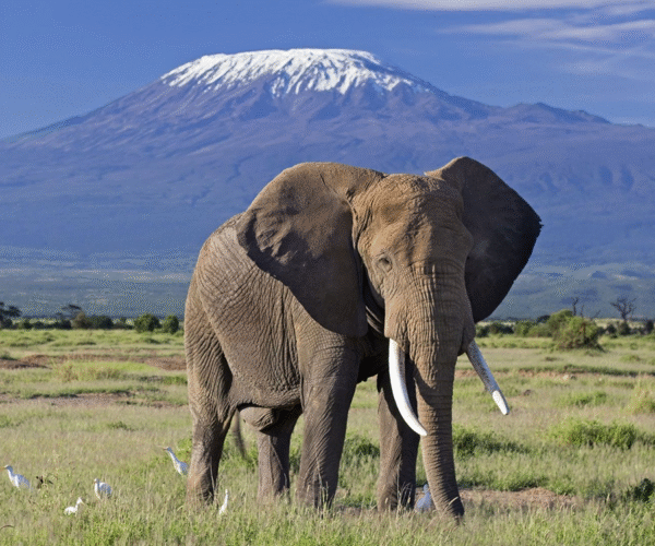 14-Day Thrilling Budget Safari In Kenya And Diani Beach Tour