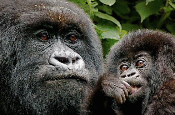 6 Day Breathtaking Budget Ugandan Safari