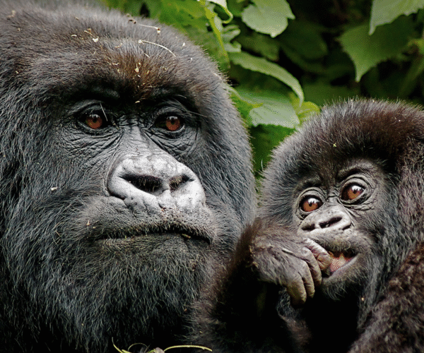 6 Day Breathtaking Budget Ugandan Safari