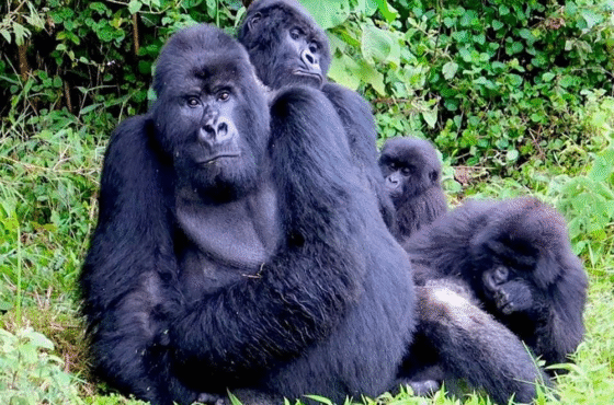 14 Day Budget Thrilling Safari