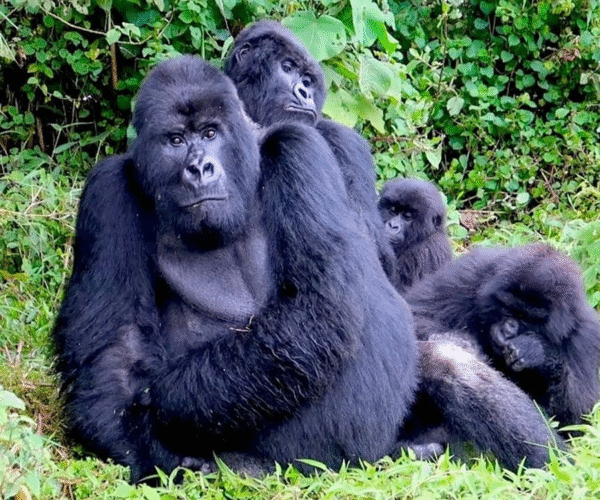 14 Day Budget Thrilling Safari