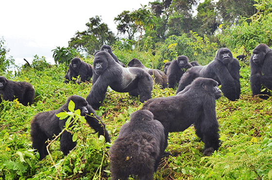 3 Day Budget Gorilla & Golden Monkey Trekking Tour In Rwanda